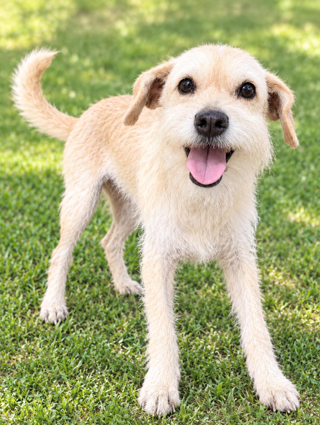 LUNA, Adoptable, Adult Female Parson Russell Terrier.