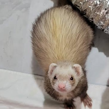 Shelly, Adoptable, Adult Female Ferret.