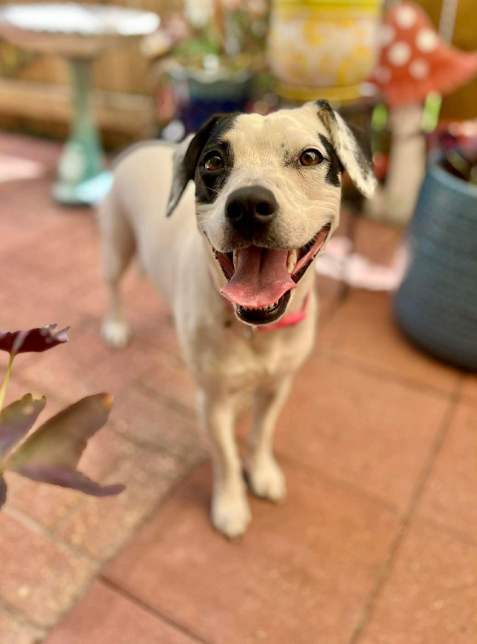 Enlarge Gypsie - in Maine, a ADOPTABLE mixed breed in Kennebunkport, ME image 2/4