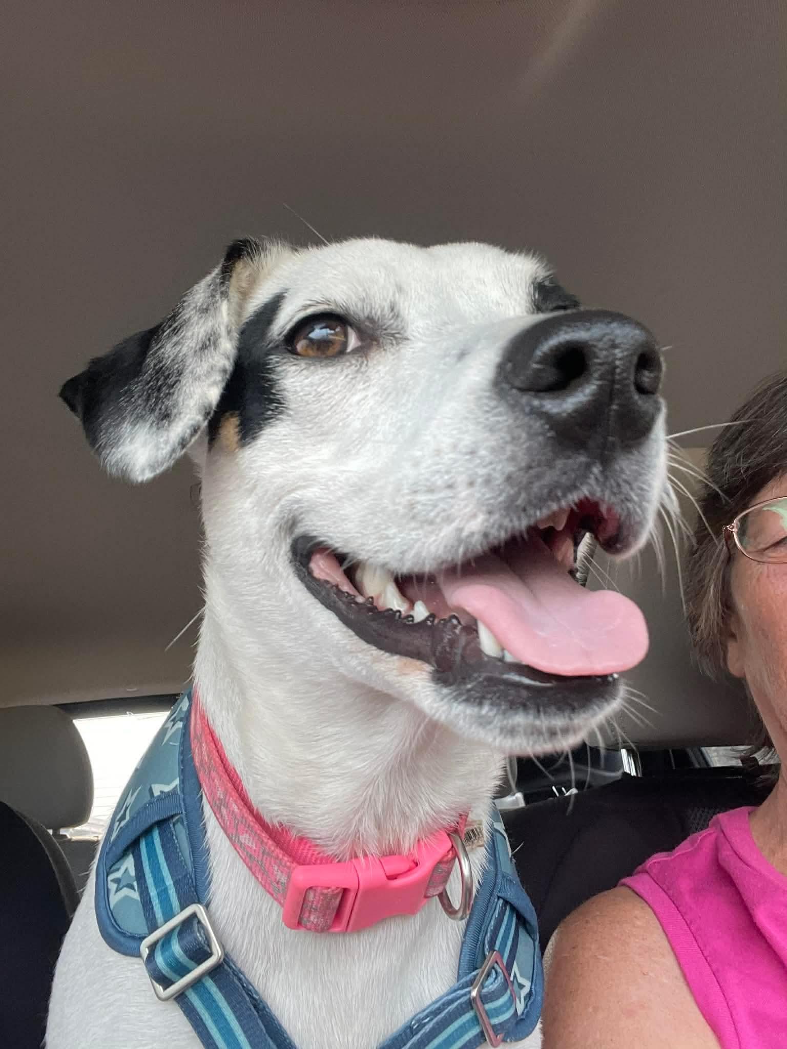 Enlarge Gypsie - in Maine, a ADOPTABLE mixed breed in Kennebunkport, ME image 4/4