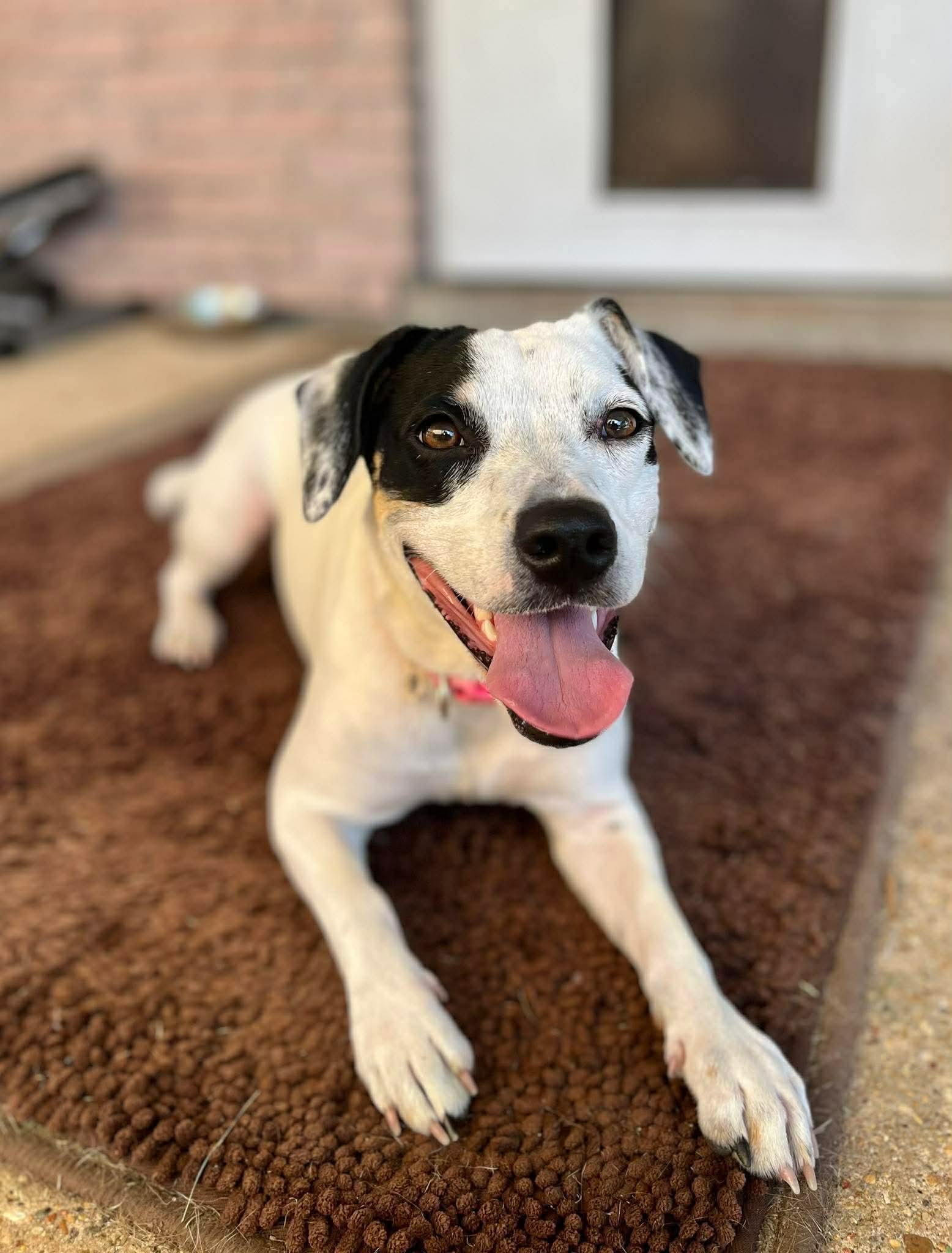 Gypsie - in Maine, ADOPTABLE, Young Female Terrier.