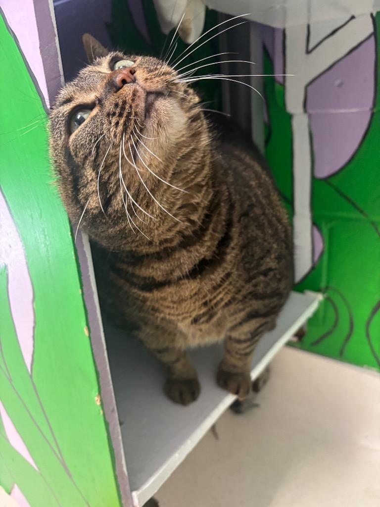 Marzia, Adoptable, Senior Female Manx.