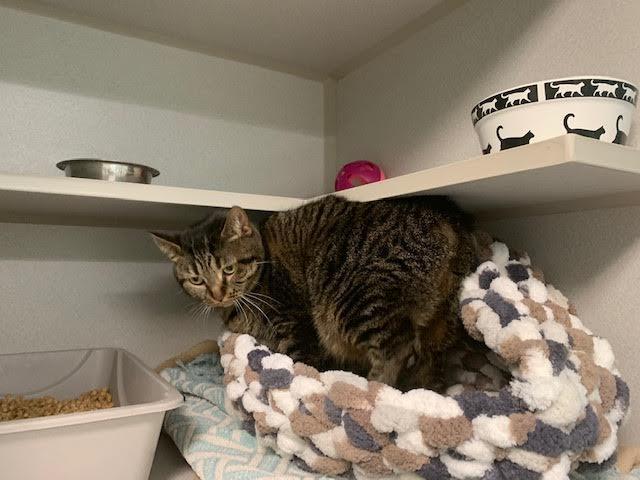 Enlarge Marzia, a Adoptable Manx in Bloomington, IN image 2/6
