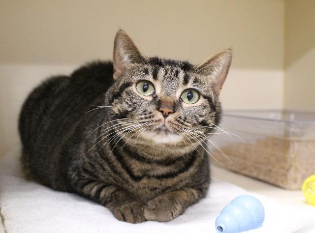 Enlarge Marzia, a Adoptable Manx in Bloomington, IN image 3/6