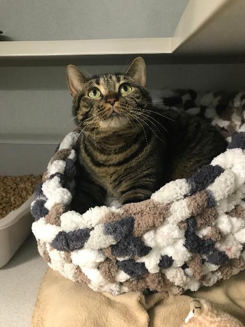 Enlarge Marzia, a Adoptable Manx in Bloomington, IN image 4/6