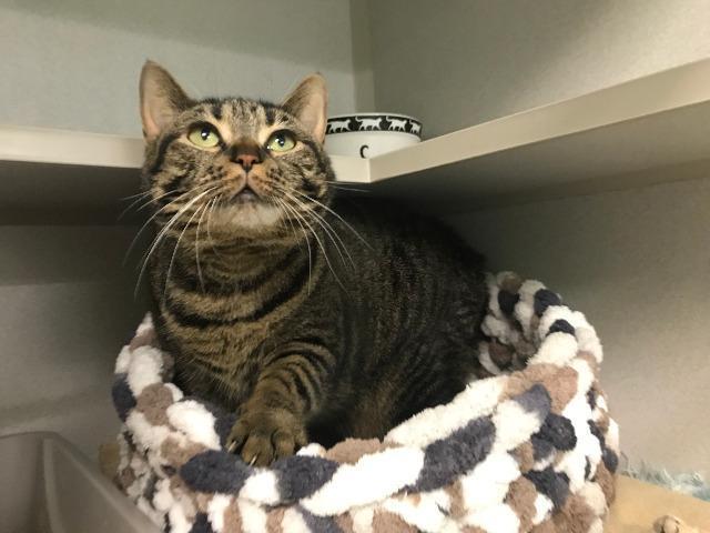 Enlarge Marzia, a Adoptable Manx in Bloomington, IN image 5/6