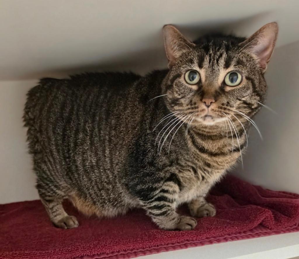 Enlarge Marzia, a Adoptable Manx in Bloomington, IN image 6/6