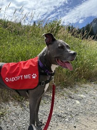 Zeppelin, Adoptable, Senior Male Pit Bull Terrier & Mixed Breed.