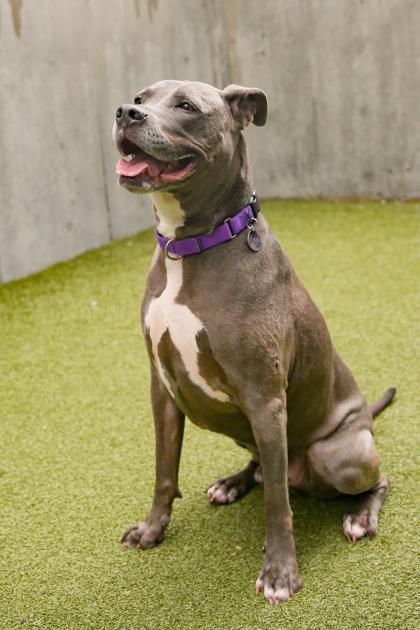 Enlarge Zeppelin, a Adoptable mixed breed in Bellevue, WA image 2/3