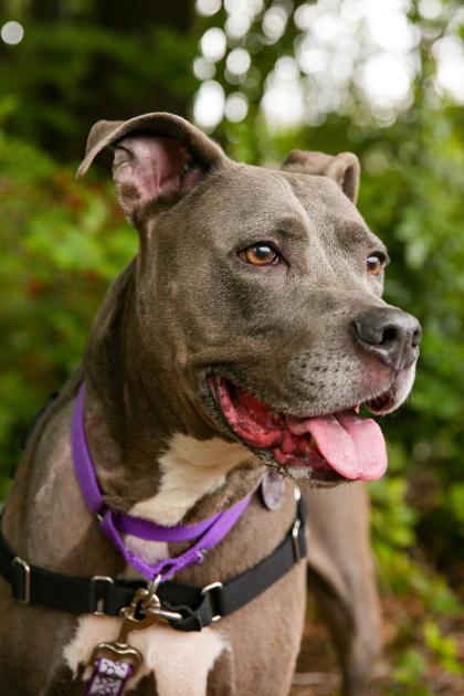 Enlarge Zeppelin, a Adoptable mixed breed in Bellevue, WA image 3/3