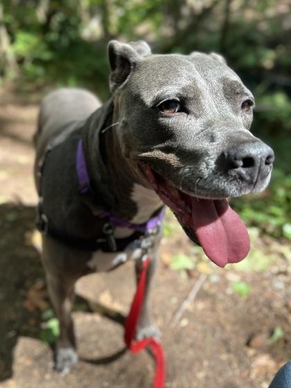 Enlarge Zeppelin, a Adoptable mixed breed in Bellevue, WA image 3/3