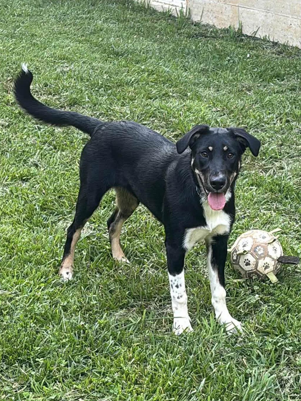 Enlarge Teakwood, an adopted mixed breed in Lake Saint Louis, MO image 3/6