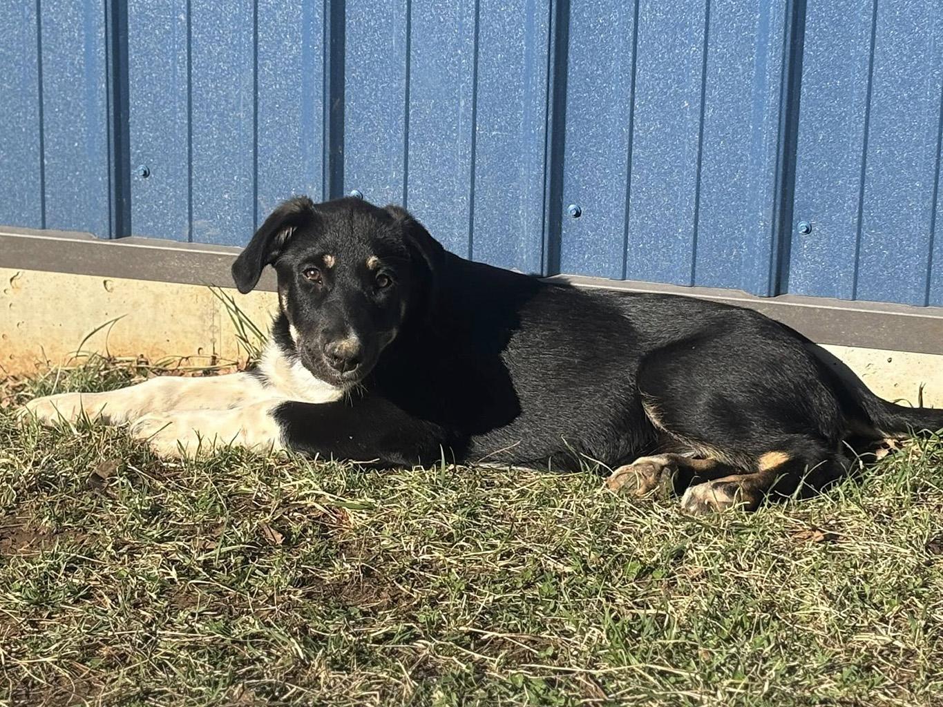 Enlarge Teakwood, an adopted mixed breed in Lake Saint Louis, MO image 4/6