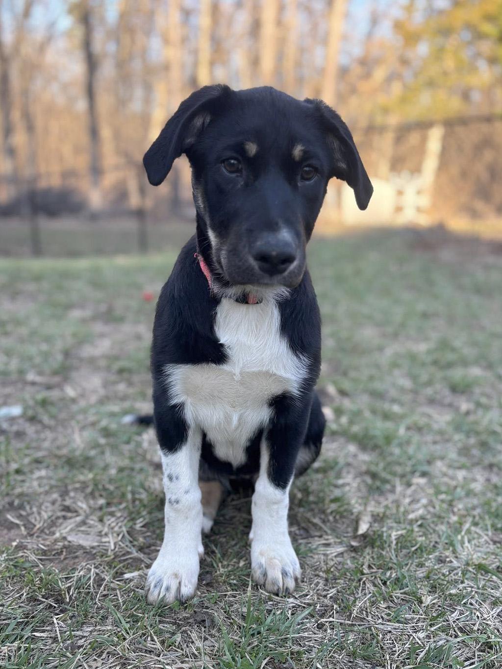 Enlarge Teakwood, an adopted mixed breed in Lake Saint Louis, MO image 1/6
