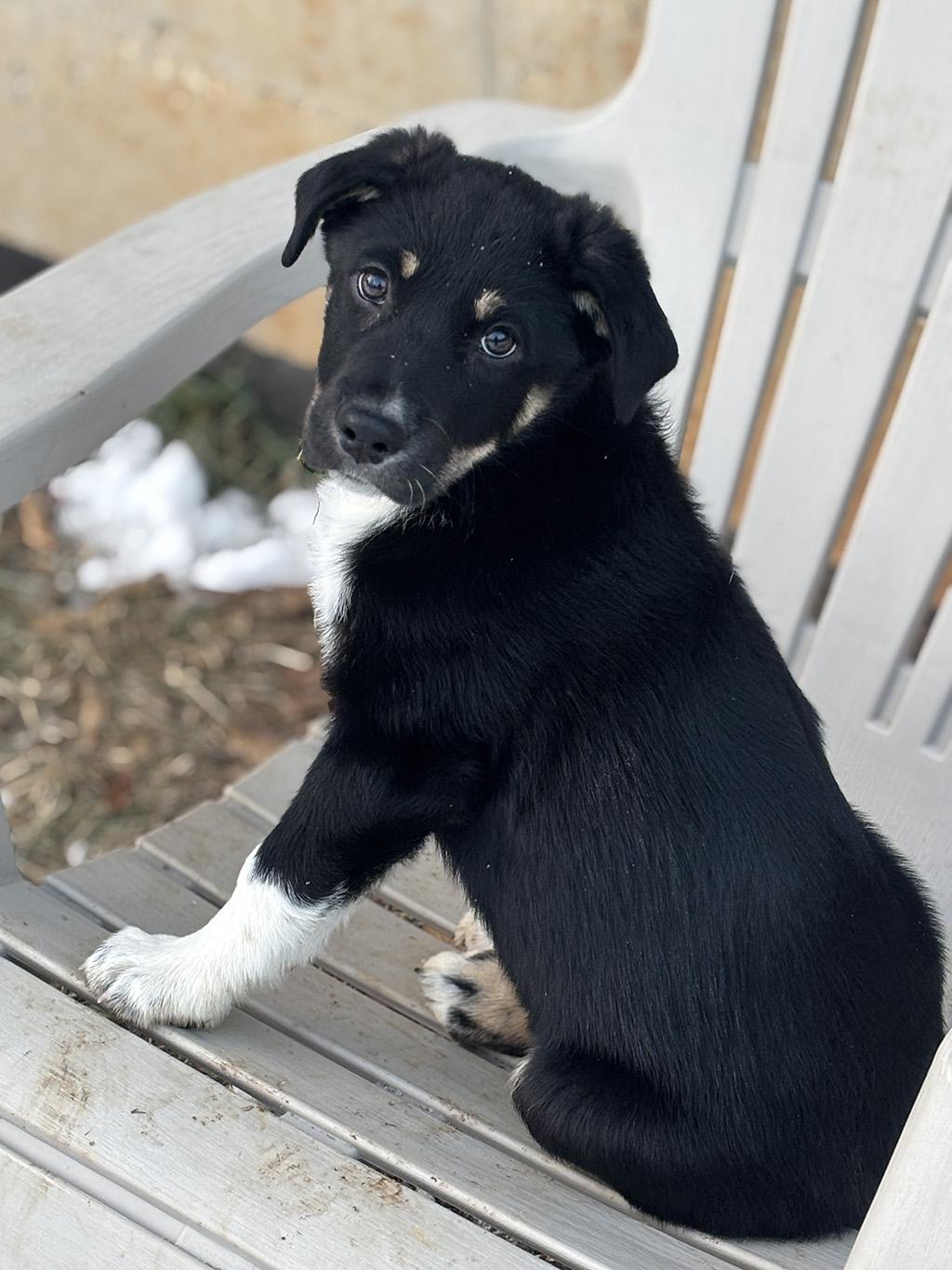 Enlarge Teakwood, an adopted mixed breed in Lake Saint Louis, MO image 5/6