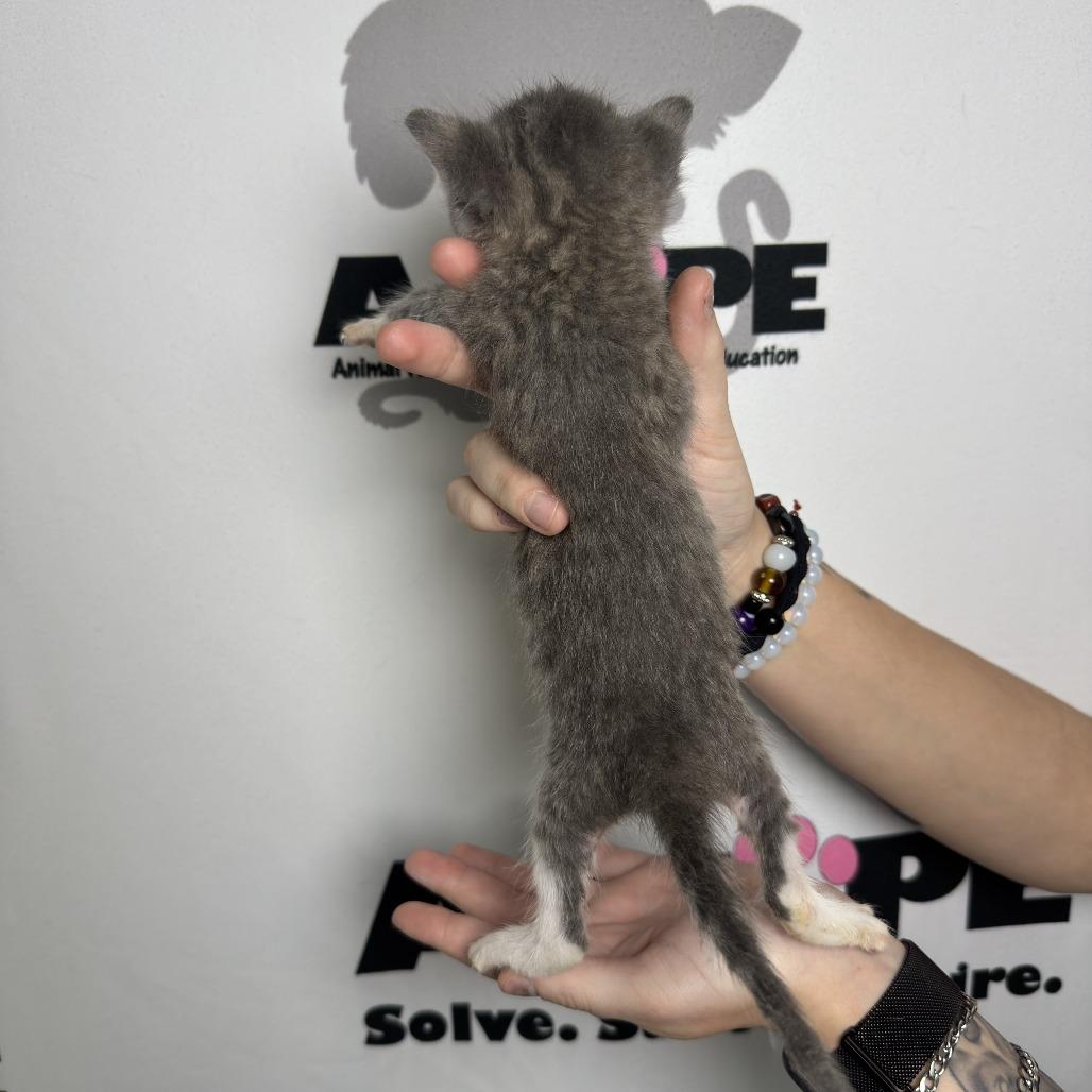 Tongs, Adoptable, Kitten Male American Shorthair & Domestic Short Hair.