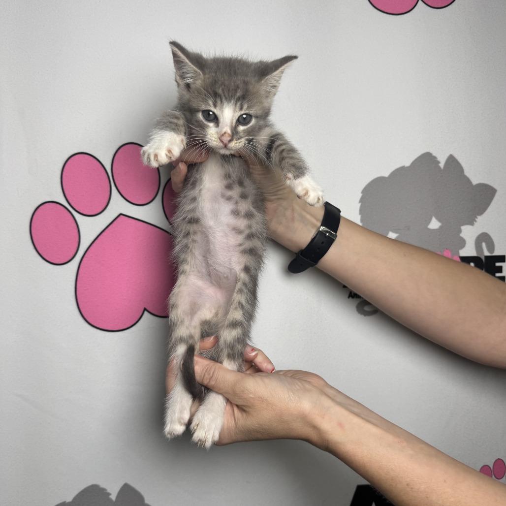 Enlarge Tongs, a Adoptable mixed breed in Milton, FL image 2/6