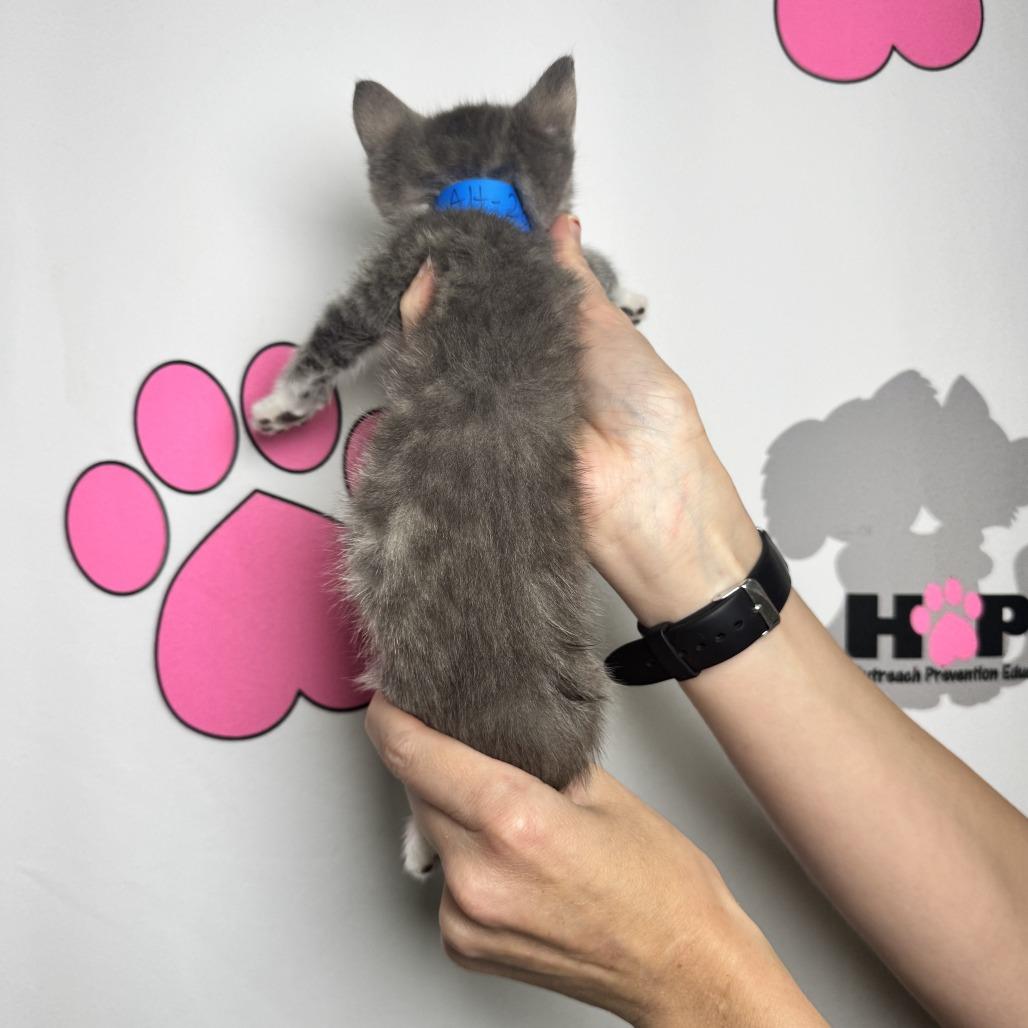 Enlarge Tongs, a Adoptable mixed breed in Milton, FL image 3/6