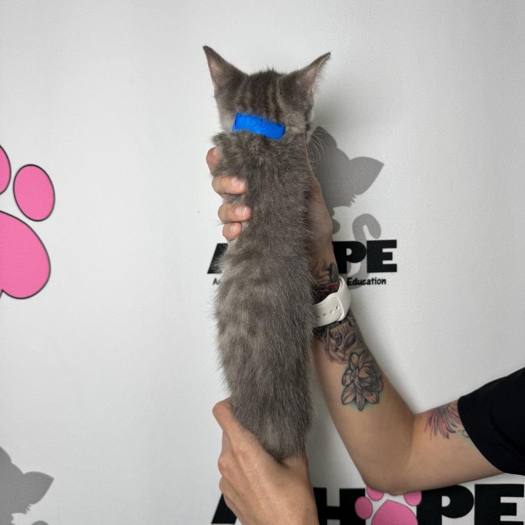 Enlarge Tongs, a Adoptable mixed breed in Milton, FL image 4/6