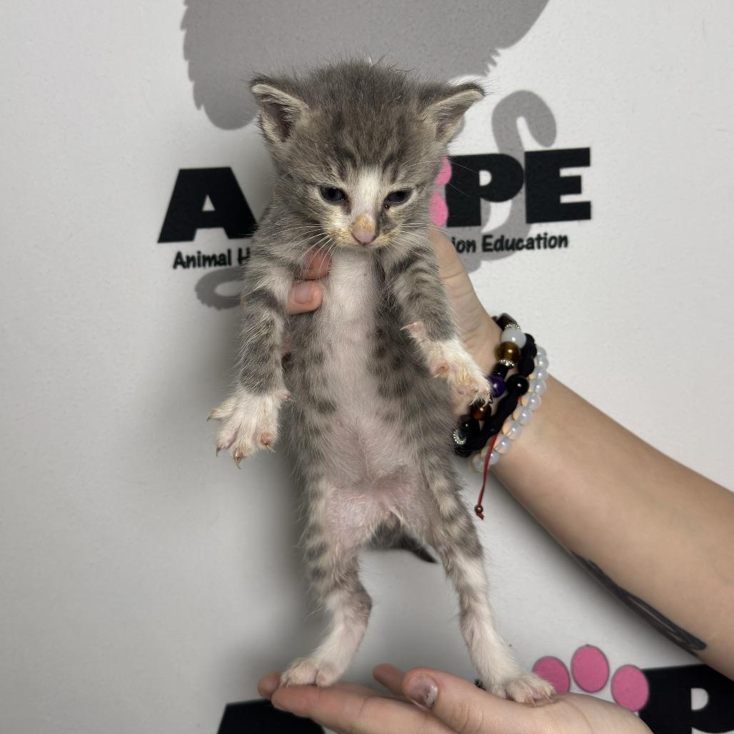 Tongs, a Adoptable mixed breed in Milton, FL image 2/2