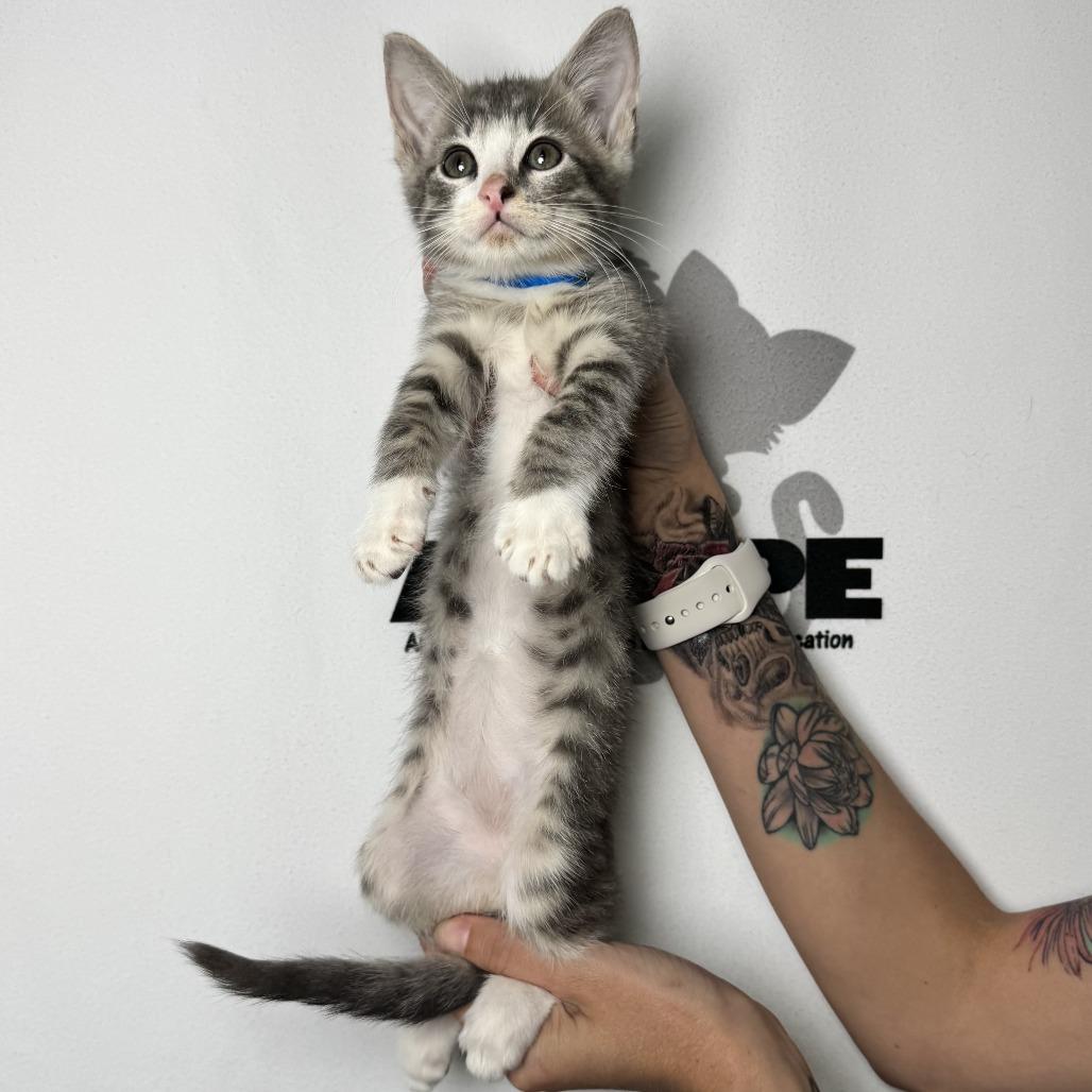 Enlarge Tongs, a Adoptable mixed breed in Milton, FL image 6/6