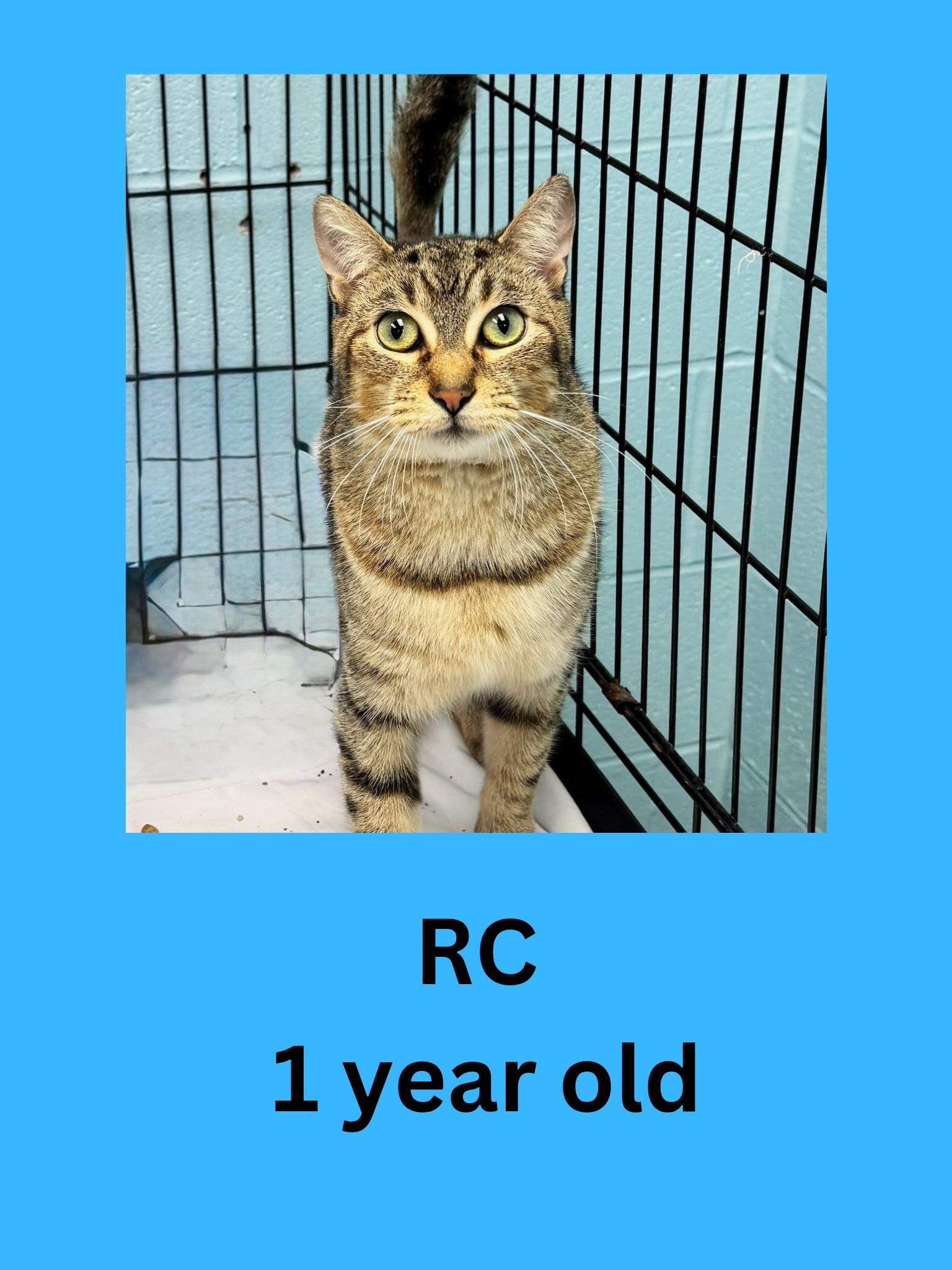 RC, ADOPTABLE, Adult Male Domestic Short Hair.