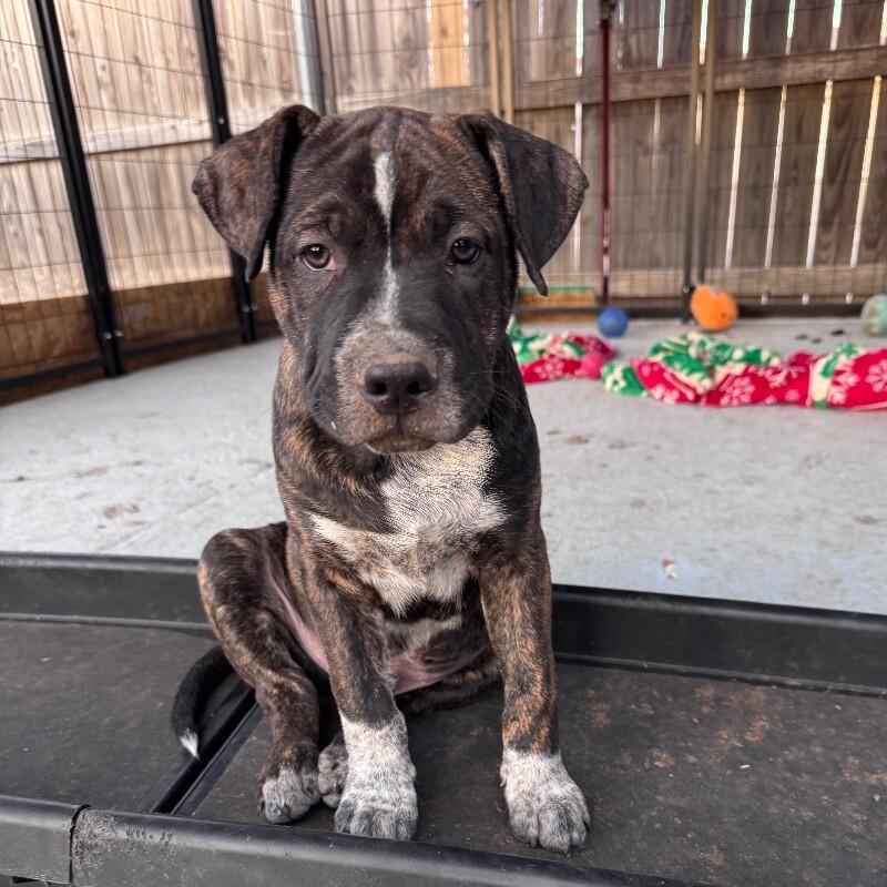 CHARMING (GREY) DISNEY, Adoptable, Puppy Male Mixed Breed & Pit Bull Terrier.