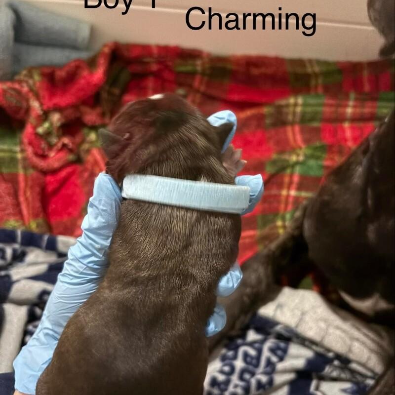 CHARMING (BLACK) DISNEY, Adoptable, Adult Male Mixed Breed & Pit Bull Terrier.