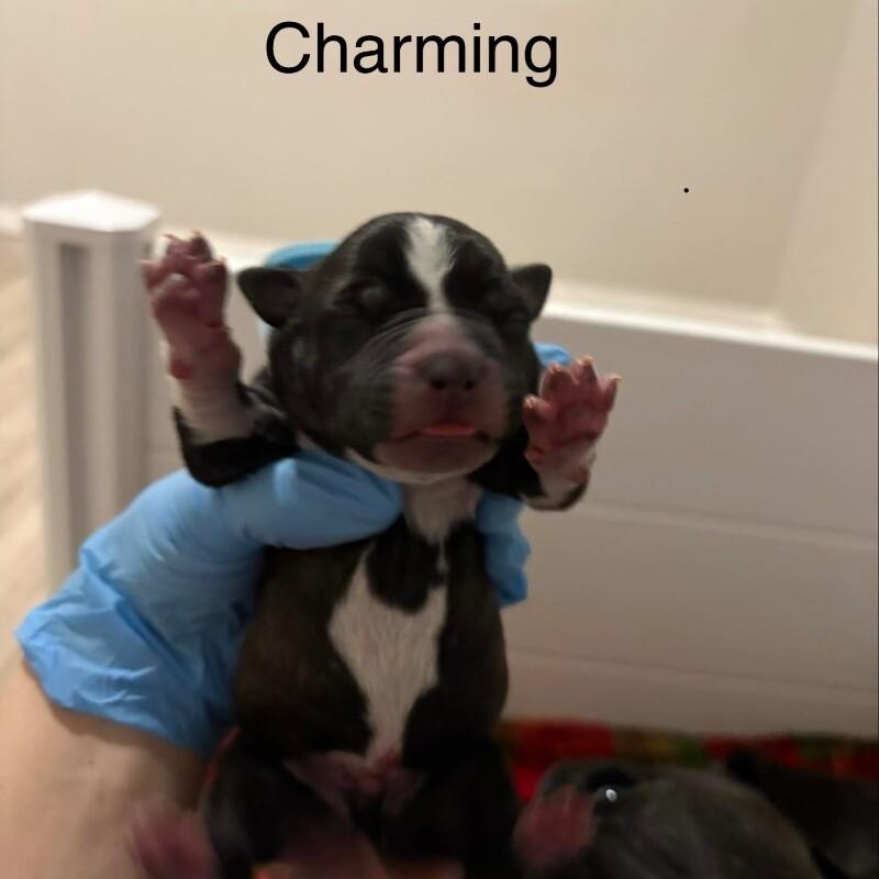 Enlarge CHARMING (BLACK) DISNEY, a Adoptable mixed breed in lawton, OK image 2/2