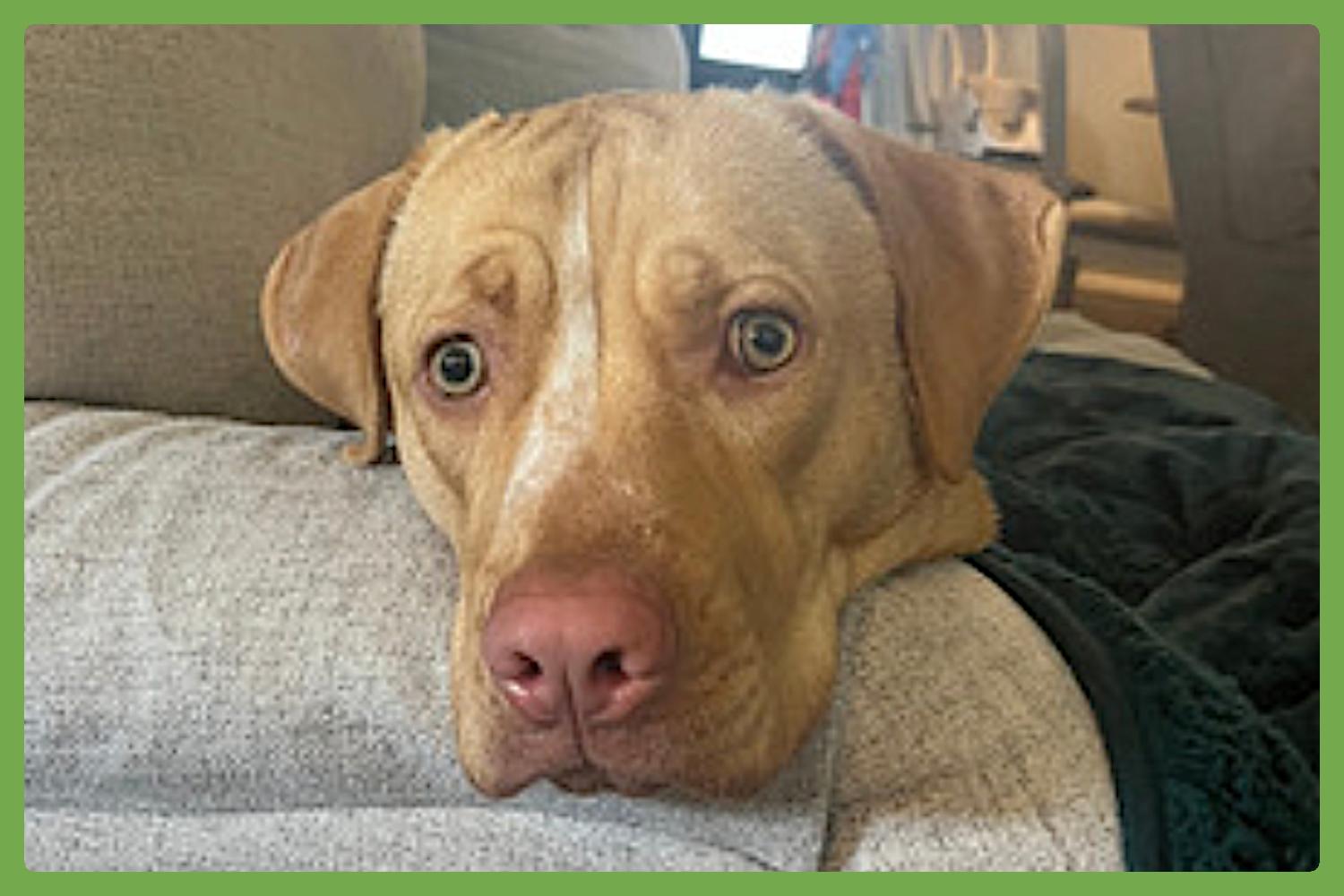 Rosie — thumbnail 3