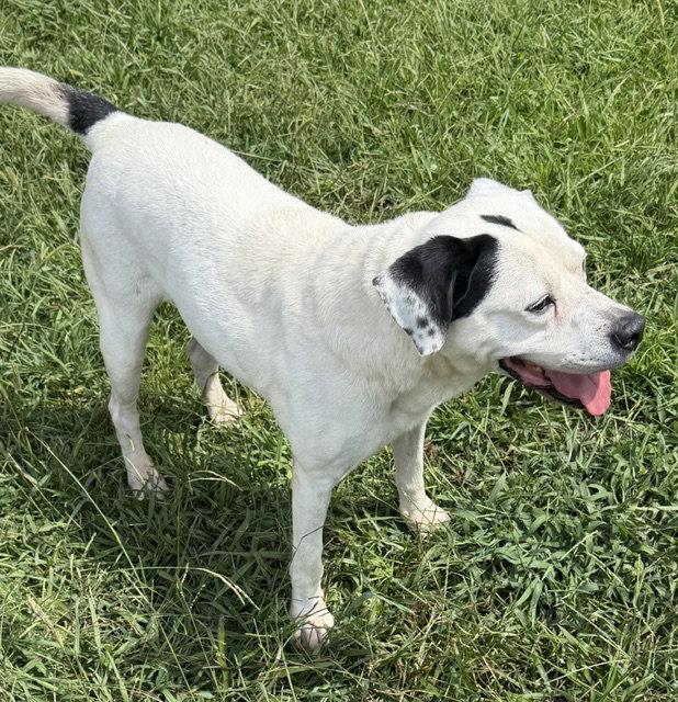 Enlarge Bo, a Adoptable mixed breed in Carrollton, GA image 1/3