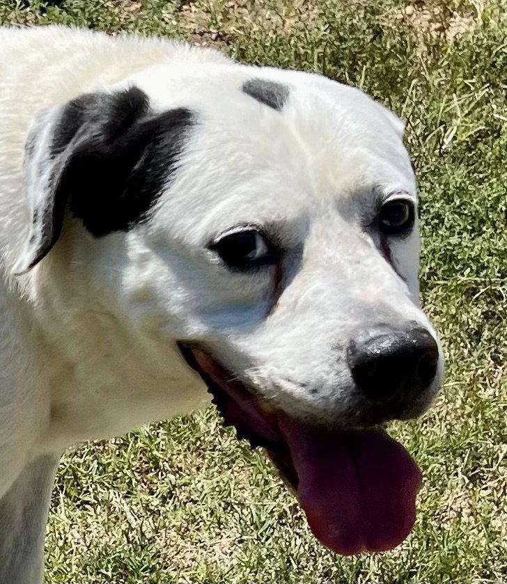 Enlarge Bo, a Adoptable mixed breed in Carrollton, GA image 2/3