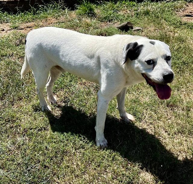 Enlarge Bo, a Adoptable mixed breed in Carrollton, GA image 3/3