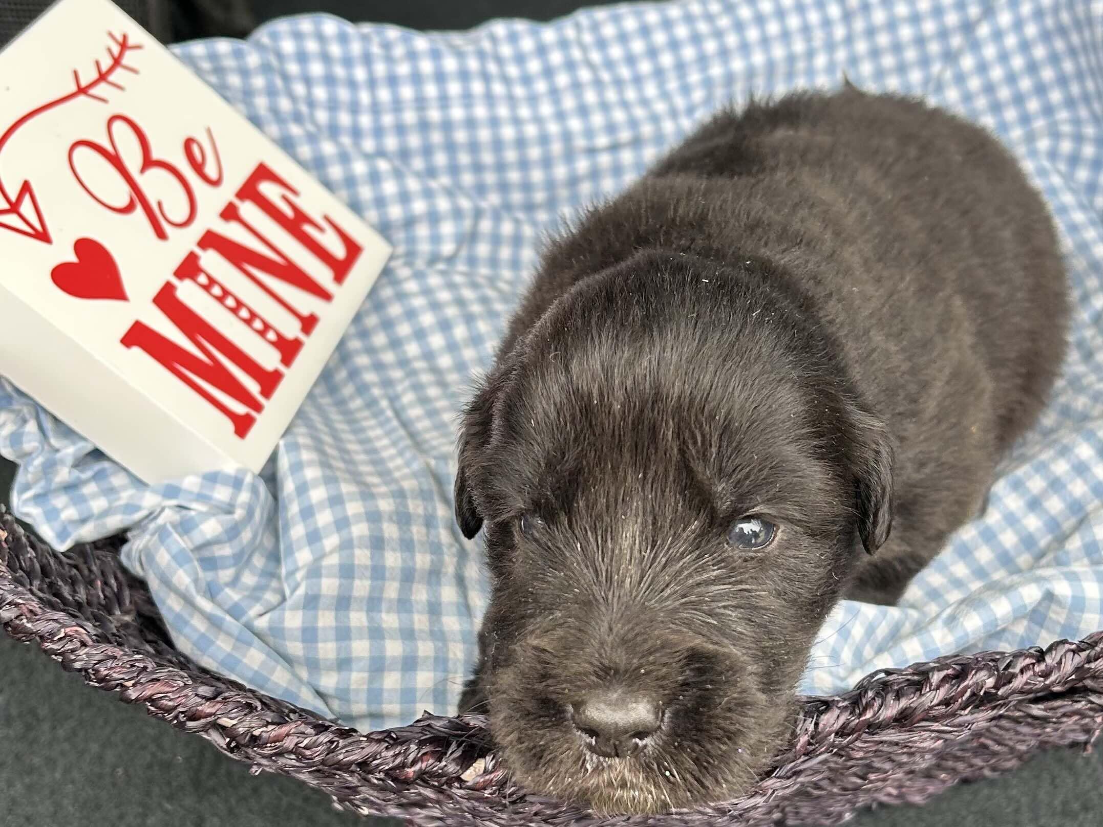 Truffles DFW of the Valentines Litter, Adopted, Young Male Great Pyrenees & Labrador Retriever.