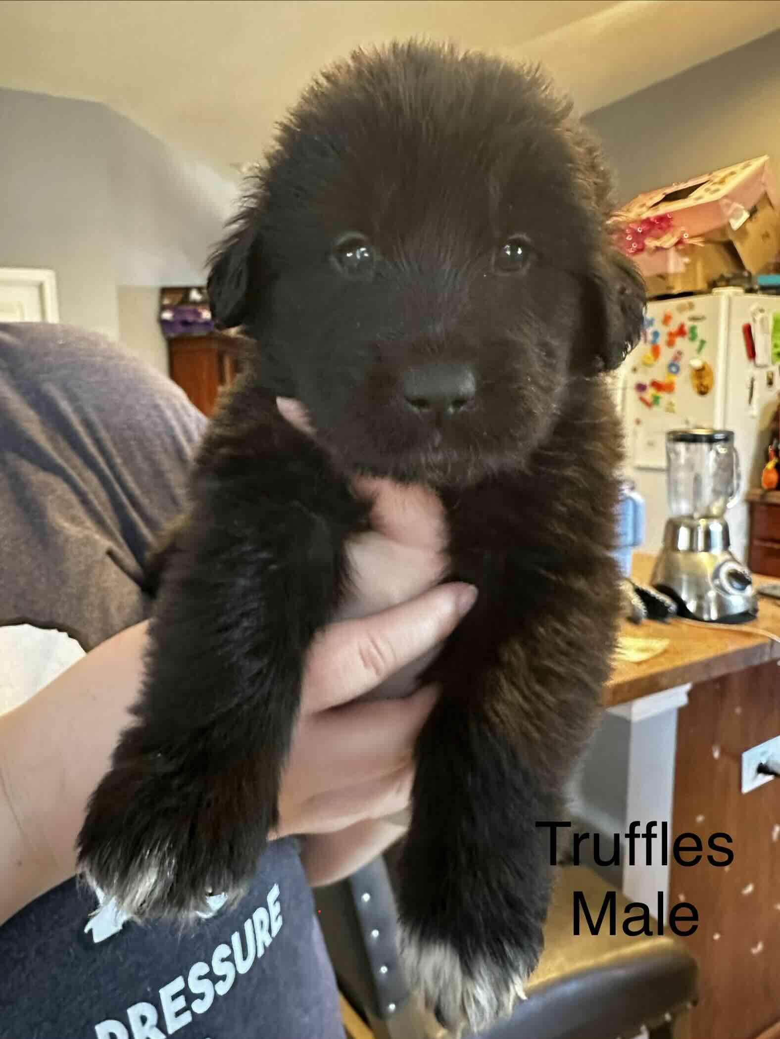 Truffles DFW of the Valentines Litter, a Adopted mixed breed in Quinlan, TX image 2/3