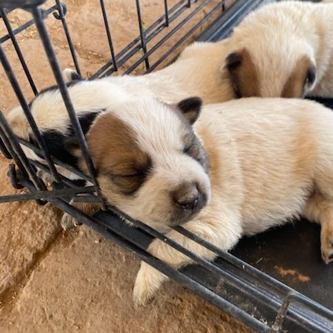 Enlarge ADOPTION PENDING 7/3/26 - Australian Cattle Dog / Blue Heeler mix Puppy 2 [Girl, Black Spots], a Adoptable mixed breed in Sierra Vista, AZ image 3/6