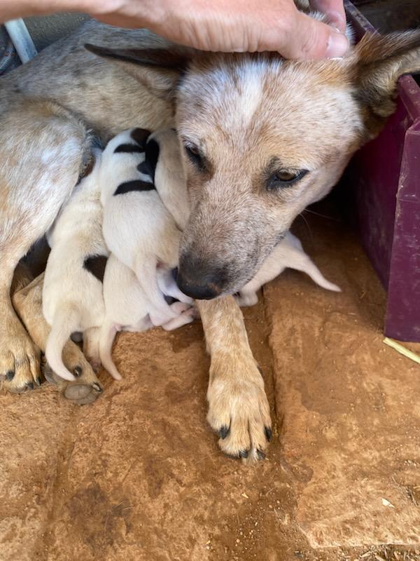 Australian Cattle Dog / Blue Heeler mix Puppy 2, rescued from desert, Adoptable, Puppy Female Australian Cattle Dog / Blue Heeler.