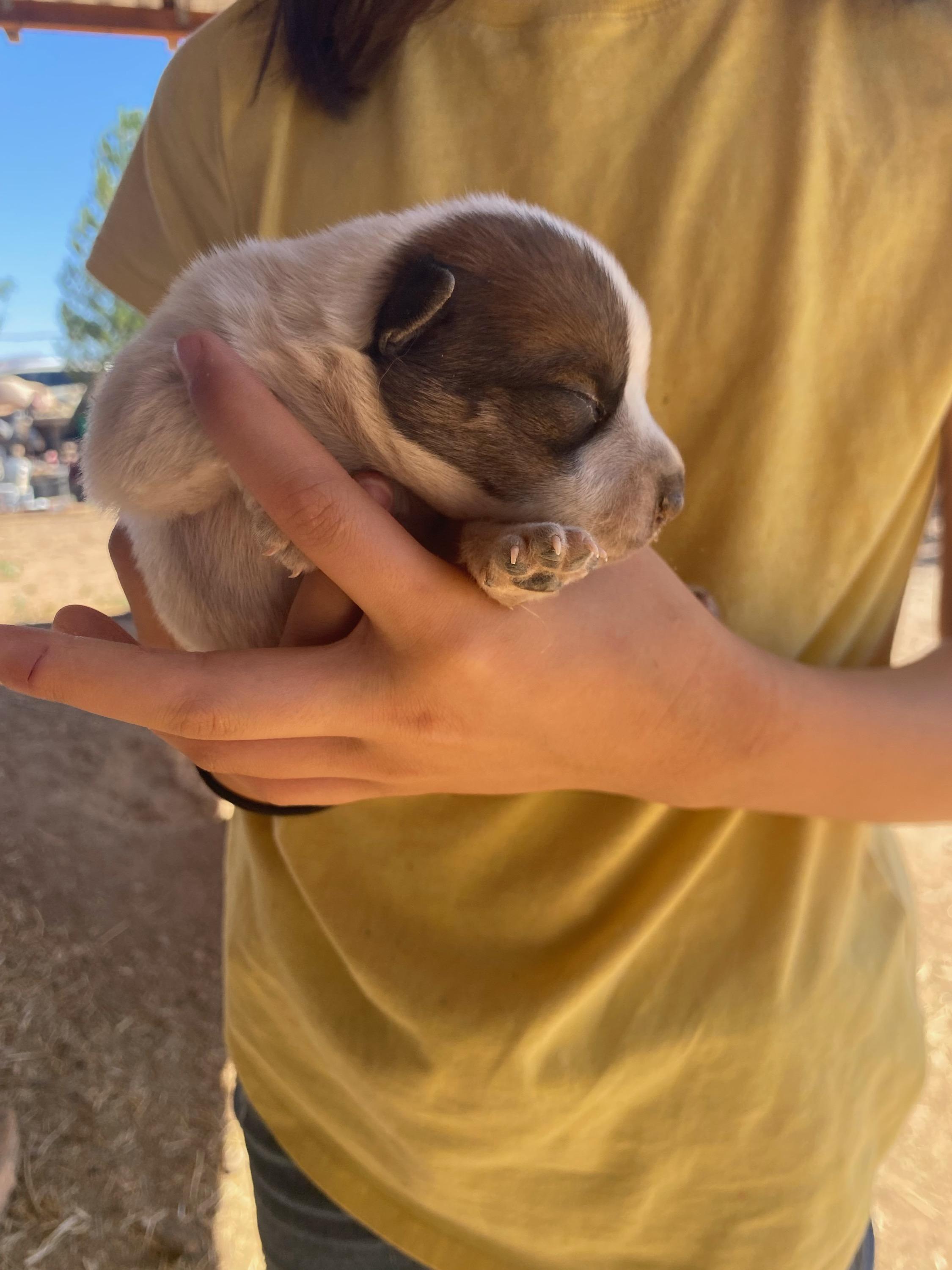 Enlarge ADOPTION PENDING 7/3/26 - Australian Cattle Dog / Blue Heeler mix Puppy 2 [Girl, Black Spots], a Adoptable mixed breed in Sierra Vista, AZ image 6/6
