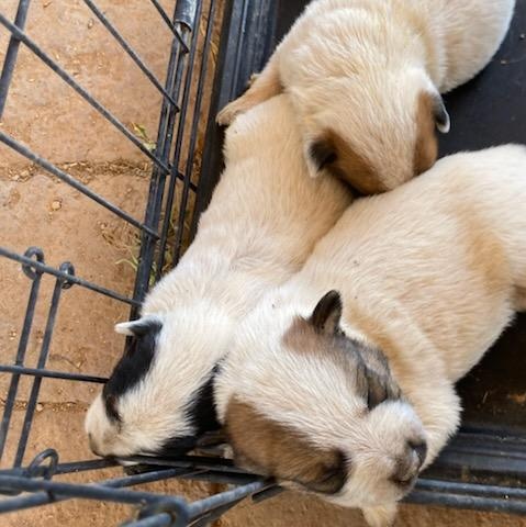 ADOPTION PENDING 7/3/26 - Australian Cattle Dog / Blue Heeler mix Puppy 2 [Girl, Black Spots], Adoptable, Puppy Female Australian Cattle Dog / Blue Heeler.