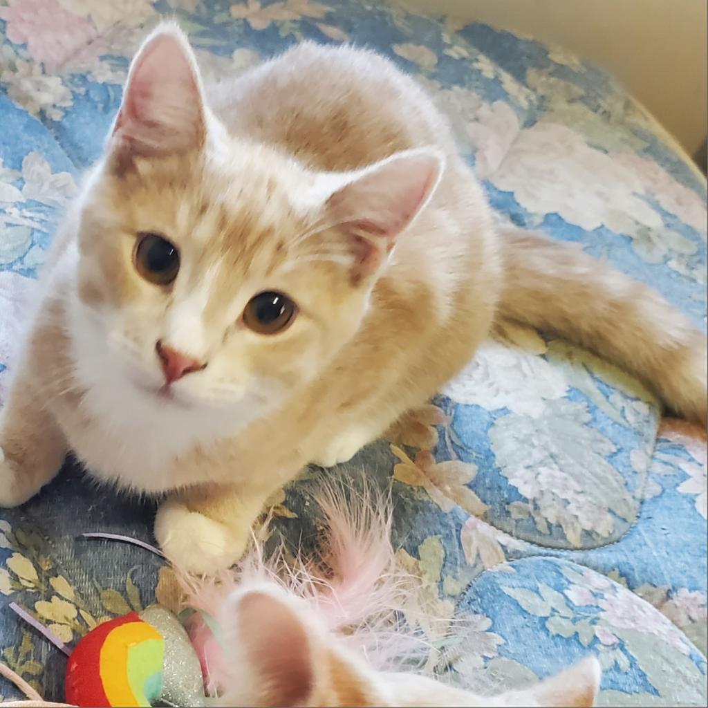 Zim, a Adoptable Domestic Short Hair in Rochester, MN image 1/6