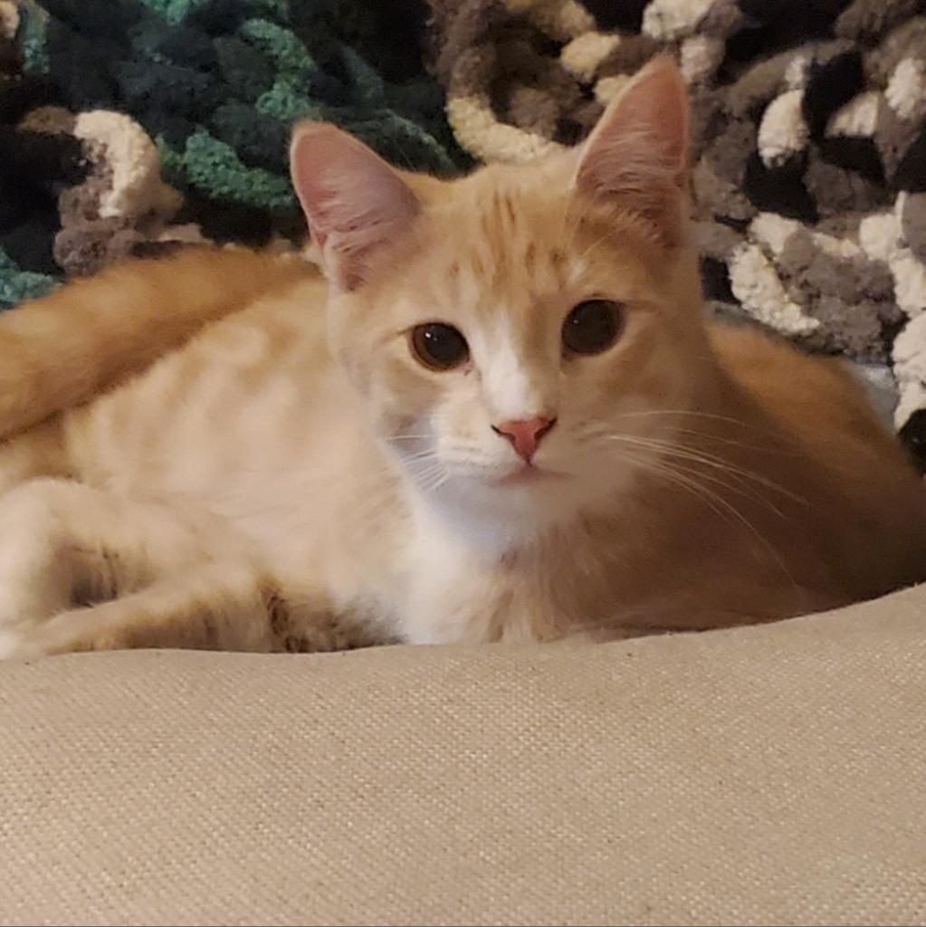 Zim, a Adoptable Domestic Short Hair in Rochester, MN image 2/6