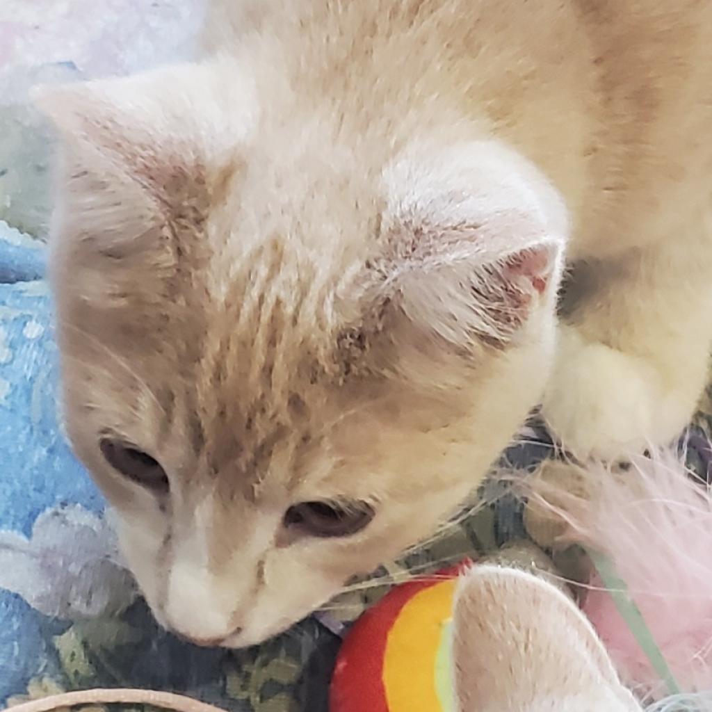 Zim, a Adoptable Domestic Short Hair in Rochester, MN image 3/6