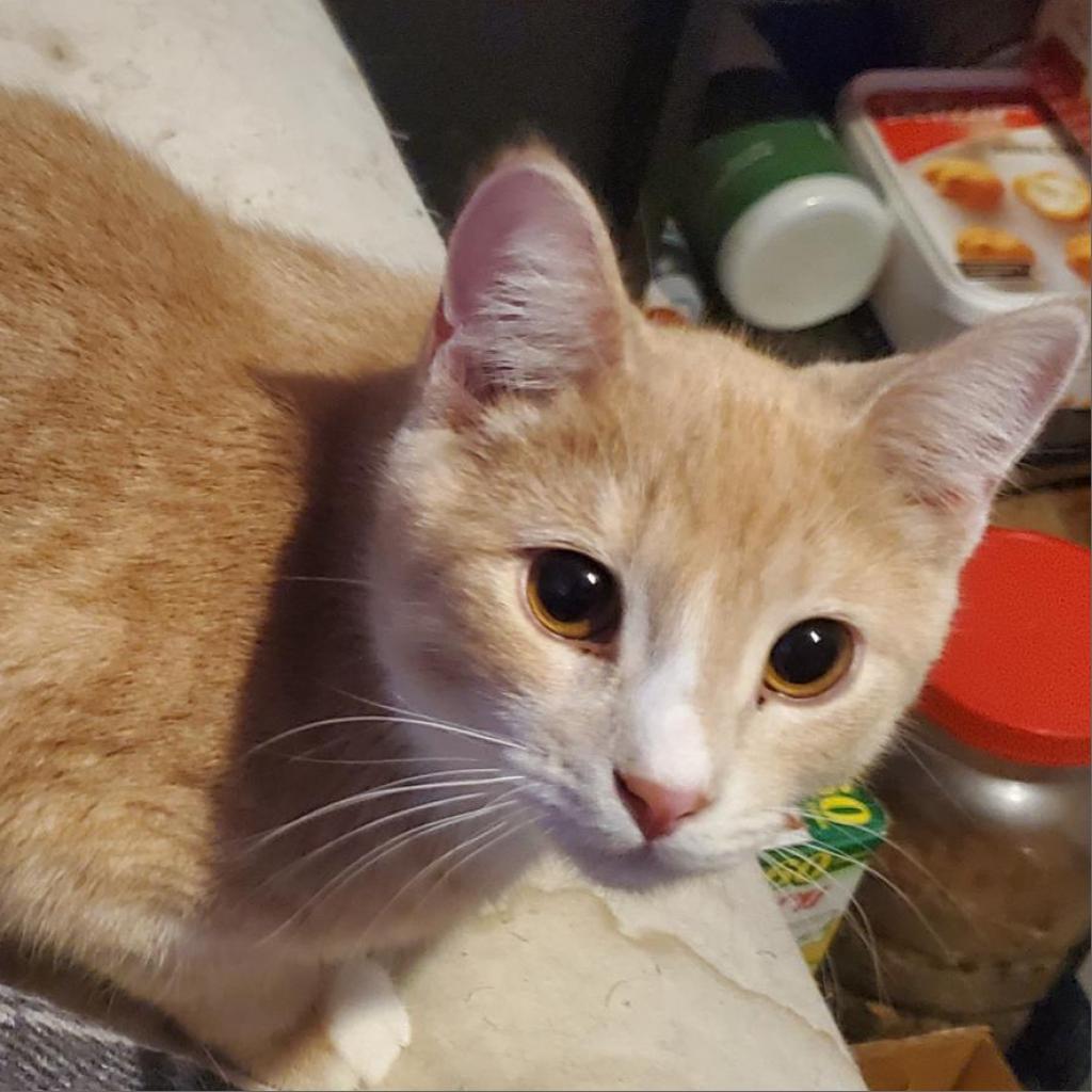 Zim, a Adoptable Domestic Short Hair in Rochester, MN image 4/6