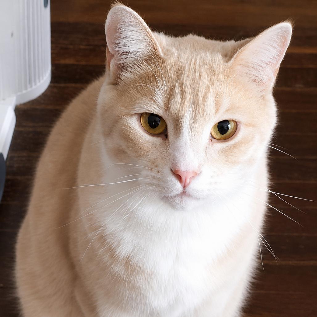 Enlarge Zim, a Adoptable Domestic Short Hair in Rochester, MN image 5/6