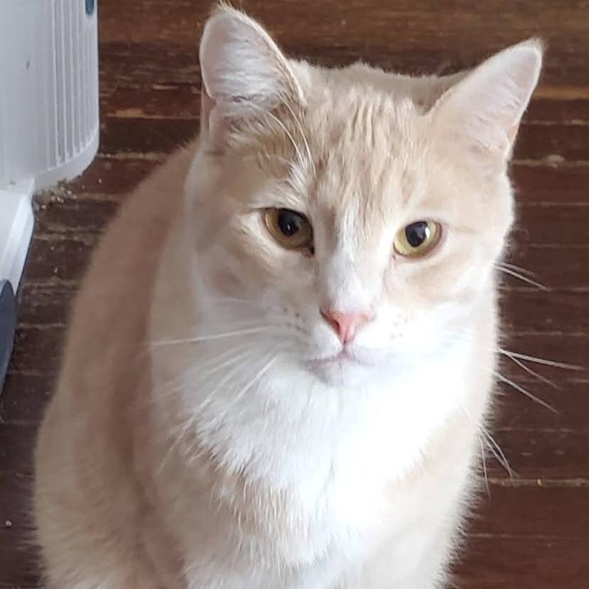 Zim, a Adoptable Domestic Short Hair in Rochester, MN image 5/6