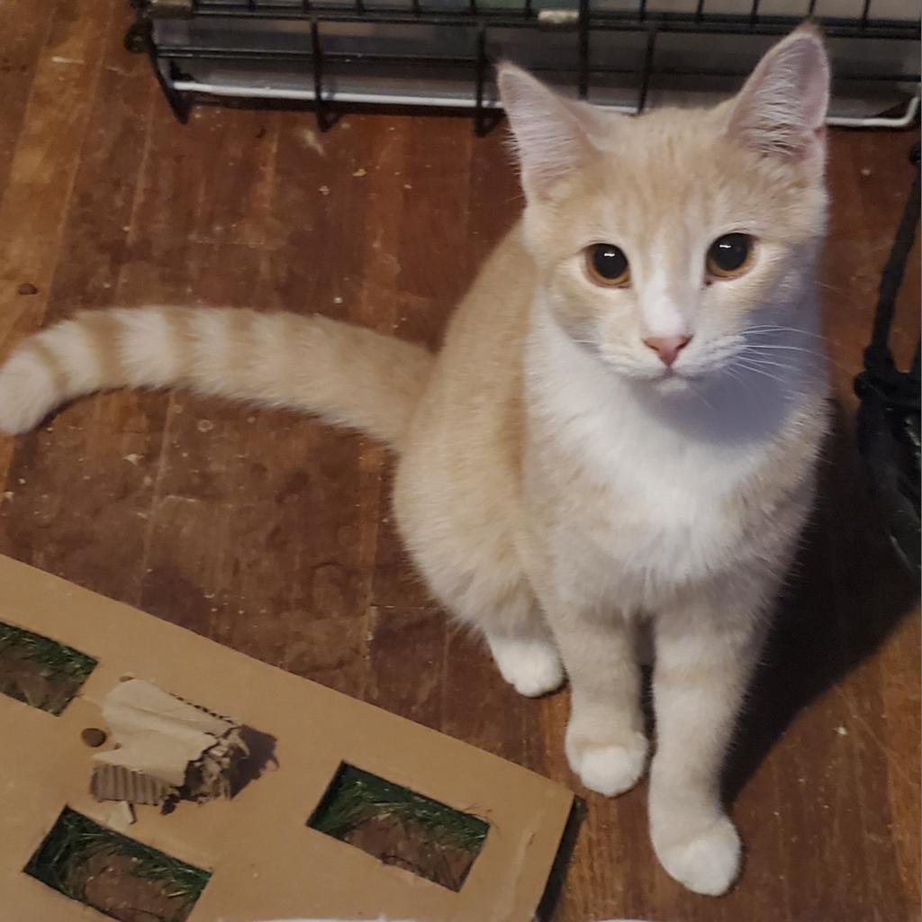 Zim, a Adoptable Domestic Short Hair in Rochester, MN image 6/6