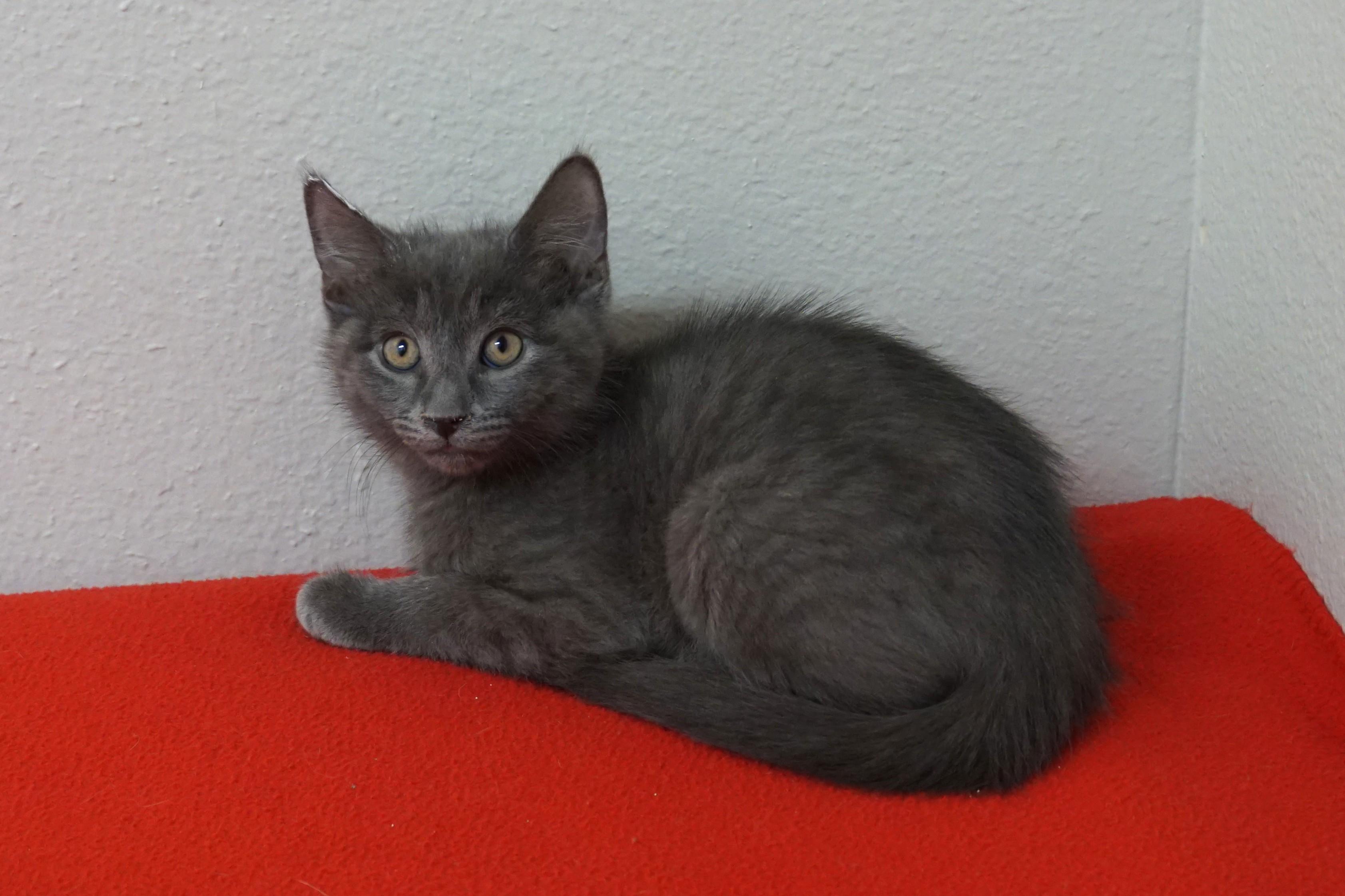 Enlarge Jude, a ADOPTABLE Domestic Short Hair in Fountain Hills, AZ image 5/5