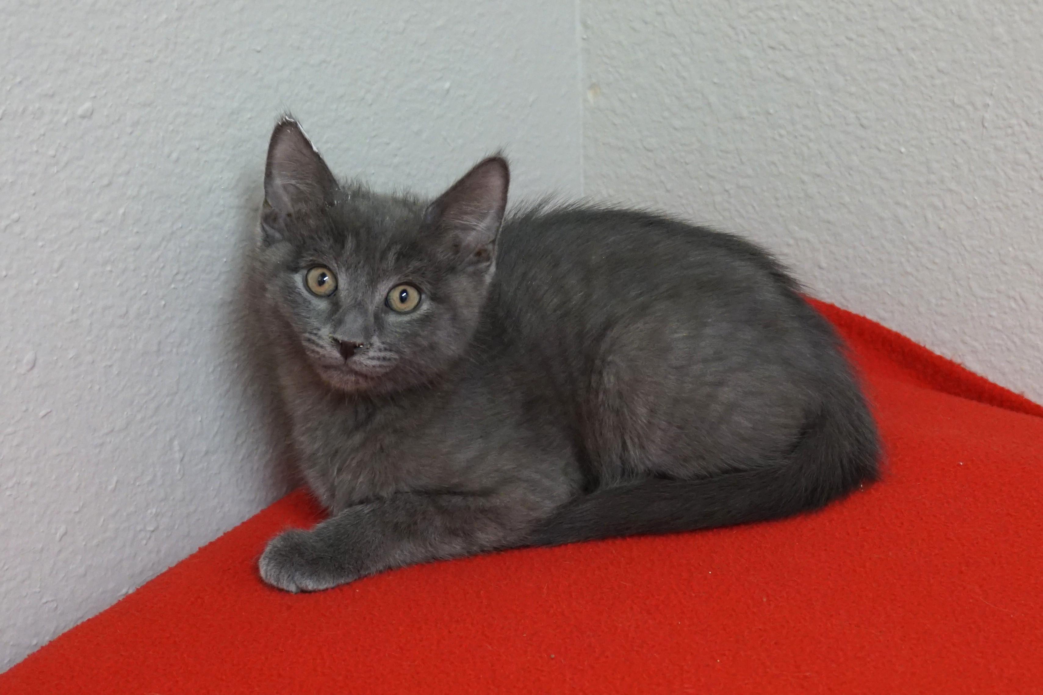Enlarge Jude, a ADOPTABLE Domestic Short Hair in Fountain Hills, AZ image 3/5