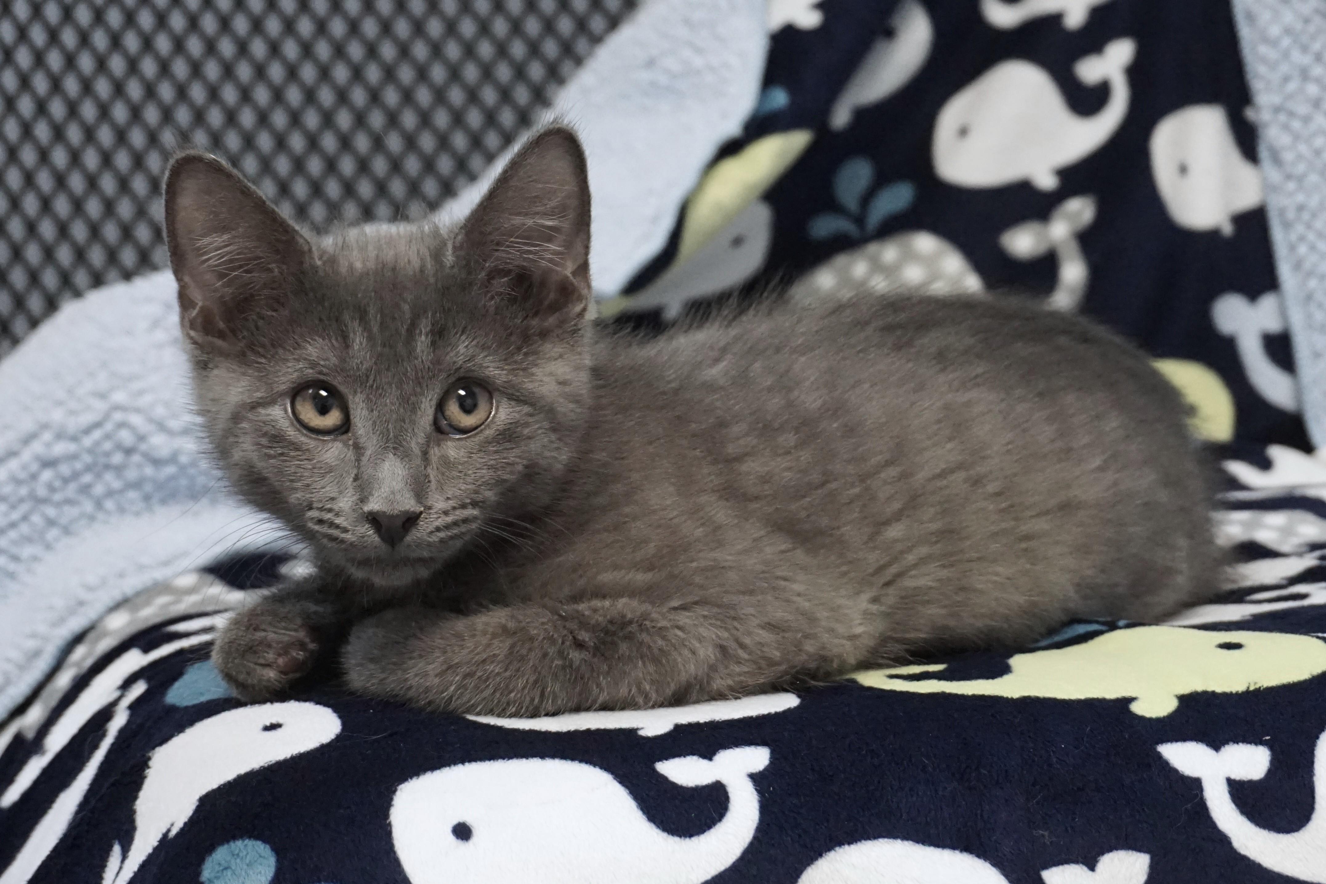 Enlarge Jude, a ADOPTABLE Domestic Short Hair in Fountain Hills, AZ image 2/5
