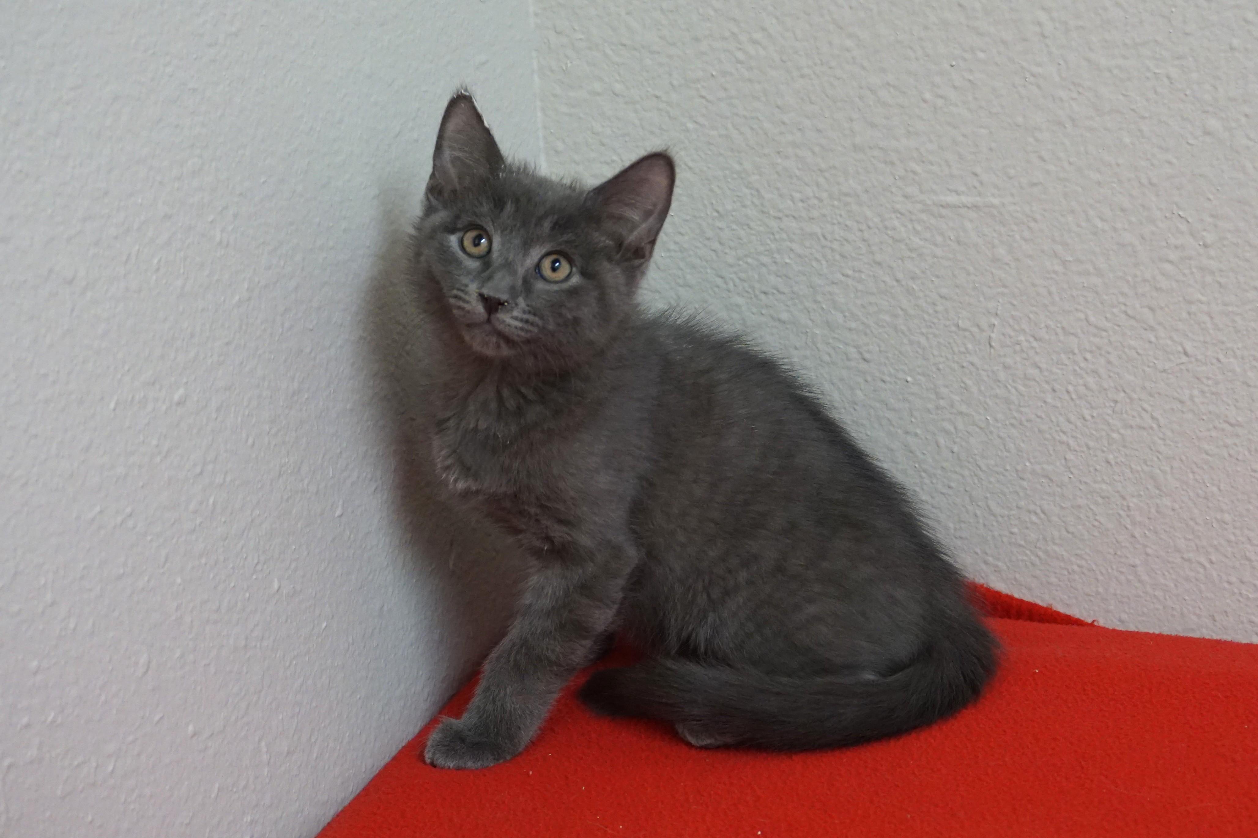 Jude, ADOPTABLE, Kitten Male Domestic Short Hair.